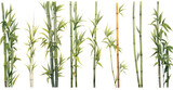 Fototapeta Sypialnia - Array of bamboo in different sizes and shapes.  Watercolor style design cutouts with transparency available. 