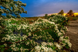 Fototapeta Na sufit - lowland landscape with flowers