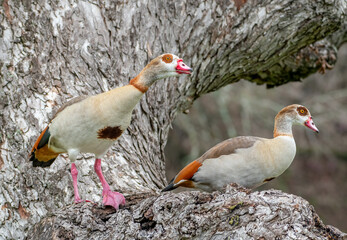 Wall Mural - Pair of Egyptian Geese in a Large Tree