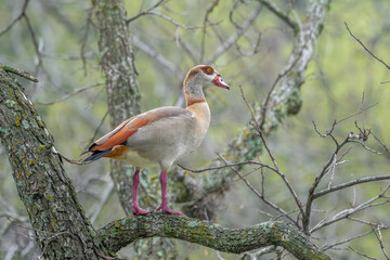 Wall Mural - Egyptian Goose in the Texas Trees