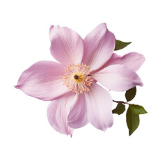 Wall Mural - Pink clematis with transparent background