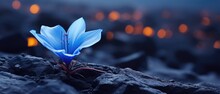 Delicate Flower In Bloom Growing On Harsh Tundra Rock Cliff, Violet Blue Petals, Ice Cold Winter Morning, Panoramic Macro Closeup - Generative AI 