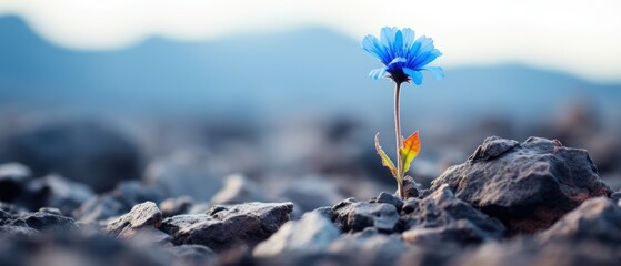 Delicate flower in bloom growing on harsh tundra rock cliff, violet blue petals, ice cold winter morning, panoramic macro closeup - generative AI 