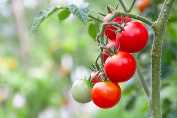 Wall Mural - Ripe red round cherry tomatoes growing on a bunch in the garden