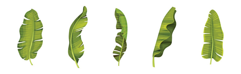 Canvas Print - Green Banana Leaves and Decorative Tropical Foliage Vector Set