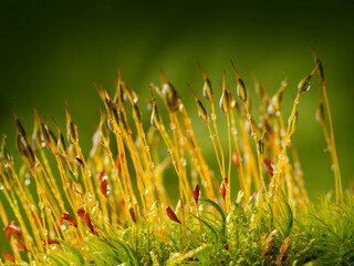 Poster - dew drops on moss - macro photography