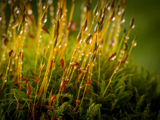 Poster - dew drops on moss - macro photography