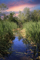 Wall Mural - lake shore with cane