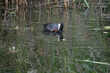 Mother coot with young swimming in a ditch with reeds and the young is being fed
