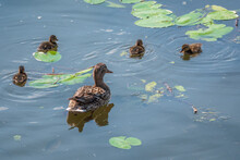 A Family Of Ducks, A Duck And Its Little Ducklings Are Swimming In The Water. The Duck Takes Care Of Its Newborn Ducklings. Mallard, Lat. Anas Platyrhynchos