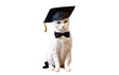 Cute cat wearing graduation cap and bow tie sitting, isolated on transparent background