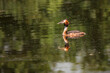 Beautiful swimming Grebe with its reflection in a pond that is colored green by the reflection of the trees