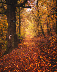 Wall Mural - Pathway in the forest in autumn