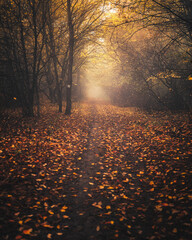 Wall Mural - Pathway in the forest in autumn