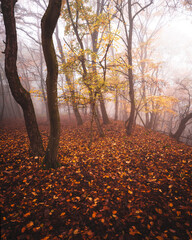 Wall Mural - Pathway in the forest in autumn