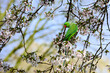 Beautiful rose ringed parakeet, also called  ring necked parakeet, sits on a cherry blossom branch and looks straight into the camera