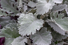 Full Frame Texture Background Of Dusty Miller (jacobaea Maritima) Plant With The Appearance Of Powdered Leaves.