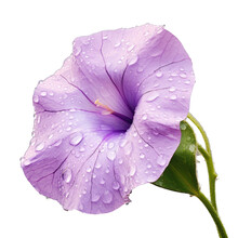 Close Up Of A Rain Droplet On A Purple Morning Glory Flower