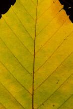 Closeup Of A Yellow Beech Leaf In Glastonbury, Connecticut.