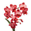 Red vanda orchid flowers isolated on transparent background are stunning
