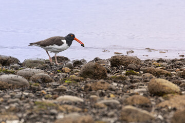 Wall Mural - oystercatcher