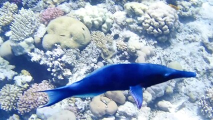 Wall Mural - Undersea footage of Green bird wrasse - Gomphosus varius
