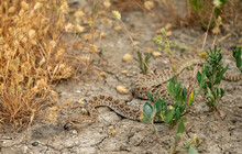 Rattle Snake Flicks Black Tongue While Crawling Over Parched Ground