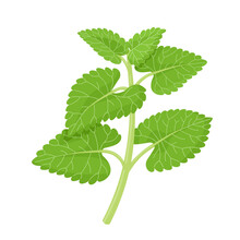 Vector Illustration, Nepeta Cataria, Commonly Known As Catnip, Catswort, Or Catmint, Isolated On White Background.