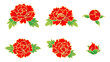 牡丹の花と蕾　素材セット　赤　