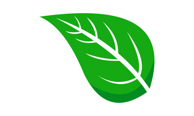 Poster - green leaf vector symbol icon