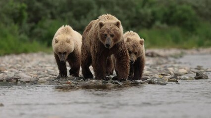 Wall Mural - Brown Bear with Cubs in Katmai, Alaska 