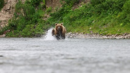 Sticker - Brown Bear Fishing for Salmon in Katmai, Alaska