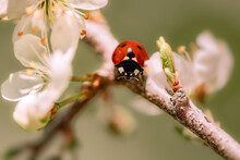 An Angry Looking Lady Bug On A Branch