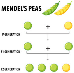 Wall Mural - Gregor Mendel's Pea Plant Experiment: A Cartoon Illustration