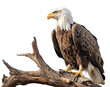 A Bald Eagle perched on a tree with a transparent background