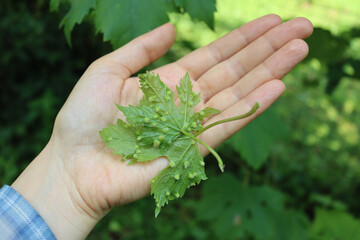 Farmer’s hand holding green vine leaf attacked by Phylloxera vastatrix disease