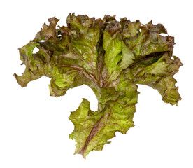 Poster - Red coral fresh lettuce leaves isolated