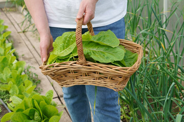 Poster - growing lettuce leaves in a greenhouse. Growing green salads and vegetables in a greenhouse. Hydroponics grows in a greenhouse. The gardener cuts green lettuce leaves and puts them in a basket