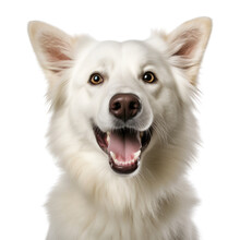 Portrait Of A White Dog Isolated On Transparent Background Cutout