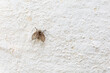 Clogmia albipunctata. Moisture fly. Psychodidae.
