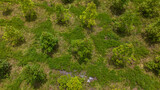Fototapeta Łazienka - Aerial view. Drone shot of a field of Kratom or Mitragyna Speciosa Plant with bright green leaves.