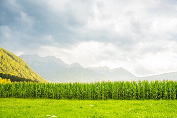 Wall Mural - Corn field with Alps mountains in background in sunset light, Italy
