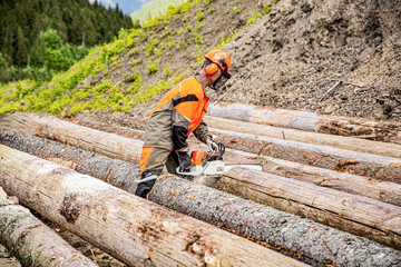 Wall Mural - Deforestation, forest cutting concept. Woodcutter lumberjack is man chainsaw tree. Lumberman work wirh chainsaw in forest. Woodcutter saws tree chainsaw on sawmill