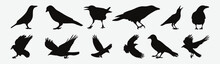 Enigmatic Elegance In Flight, Intricate Silhouettes Of Crow Birds, Captured In Detailed Vector Art