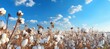Cotton field. Generative AI technology.