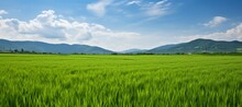 Green Rice Field Landscape Background. Generative AI Technology.	
