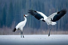 Dancing Pair Of Red-crowned Crane With Open Wings, Winter Hokkaido, Japan. Snowy Dance In Nature. Courtship Of Beautiful Large White Birds In Snow. Bird Love Mating Behaviour, Animal Dance