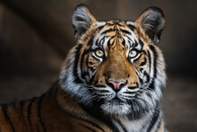 Sumatran Tiger (Panthera Tigris Sumatrae) Beautiful Animal And His Portrait