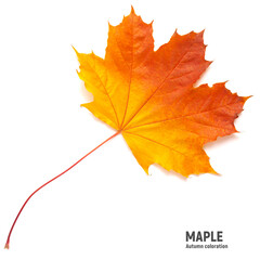 autumn maple leaf on a white background, different colors