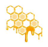 Fototapeta  - honey dripping from honeycomb isolated on white background